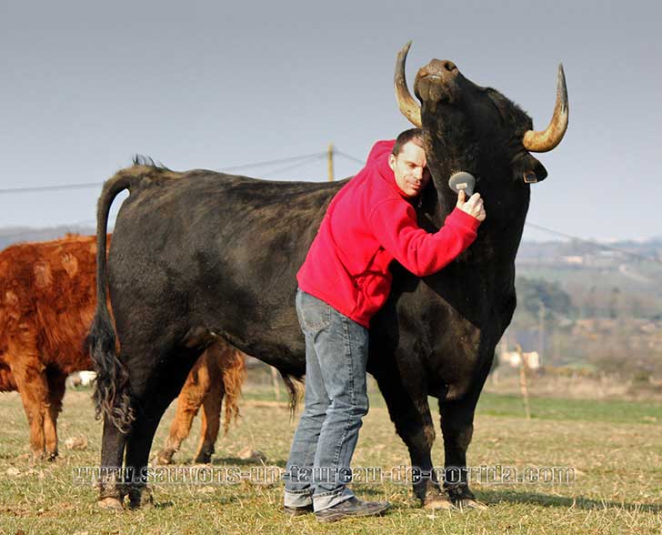  Christophe Thomas es un granjero francés que adoptó a un toro para demostrar que no son violentos
