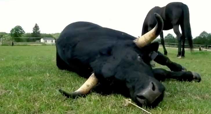 fotografía del toro Fadjen, el toro adoptado por un granjero francés 