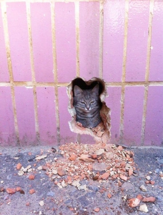 Gato detrás de un agujero hecho con la figura de su cabeza 