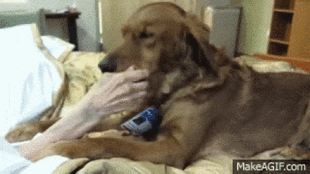 Gif de la mano de una anciana sobre la cabeza de un perro de terapia 