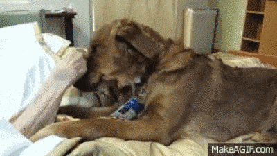 Gif de un perro jugando con la mano de una paciente en un hospital 