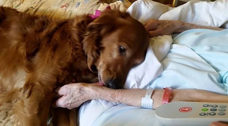 Perro lamiendo la mano de una mujer que esta acostada en una cama a punto de morir 