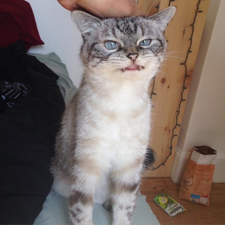 el gato con dientes de vampiro parado sobre una mesa 