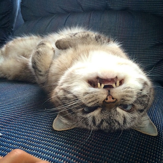 gato acostado boca arriba mostrando sus dientes 