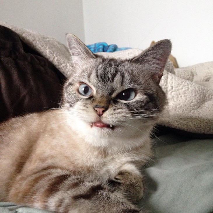 loki el gato con dientes de vampiro en Instagram 