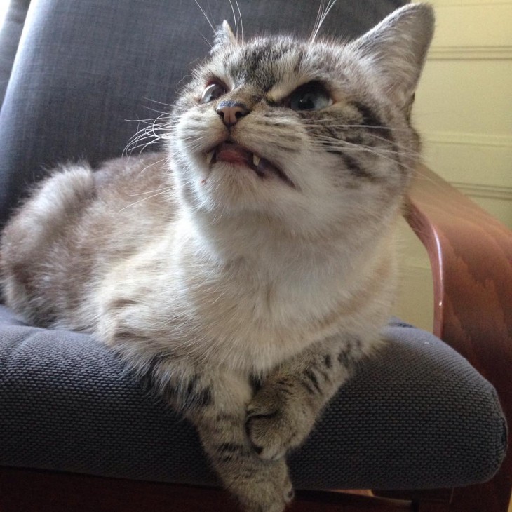 Famoso gato de Instagram con los dientes de vampiro 