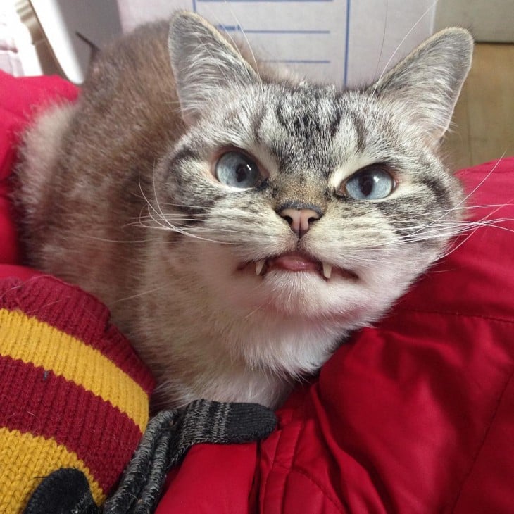 Cara de un gato con dientes de vampiro 