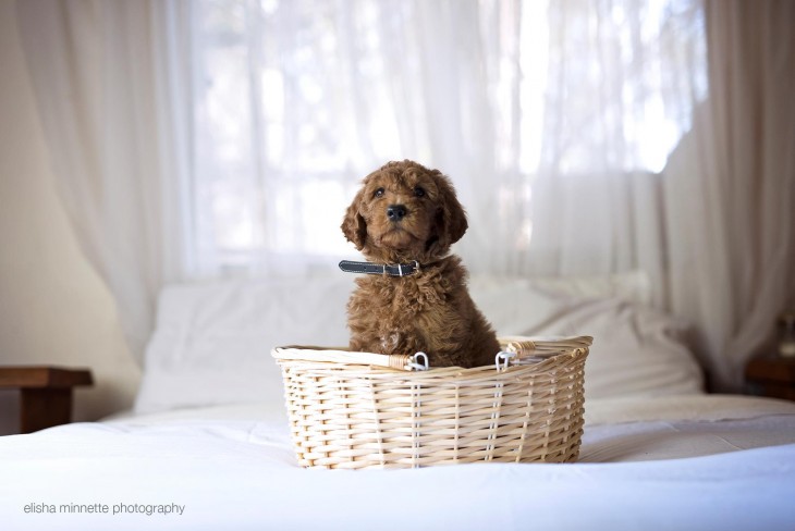 Fotografía de un perro dentro de una pequeña canasta 