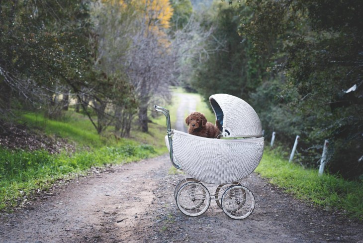 Perrito dentro de una carreola blanca 