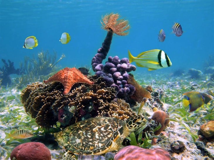 BANCOS CORALINOS ARRECIFES BOCA DEL TORO PANAMA