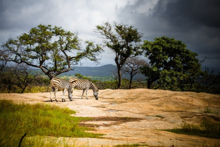 Paisaje con animales en África 