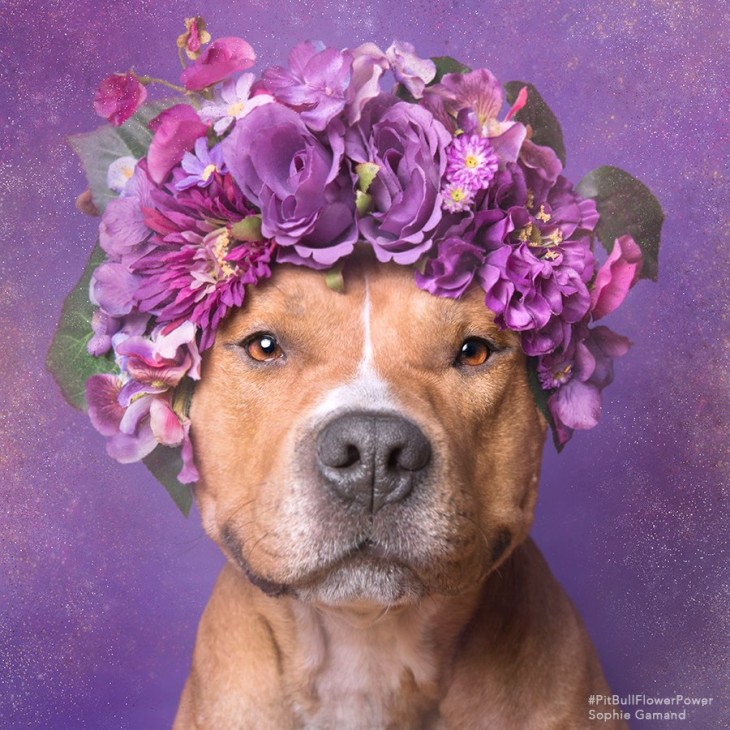 Fotografía de un perro Pit Bull con una corona de flores en su cabeza 