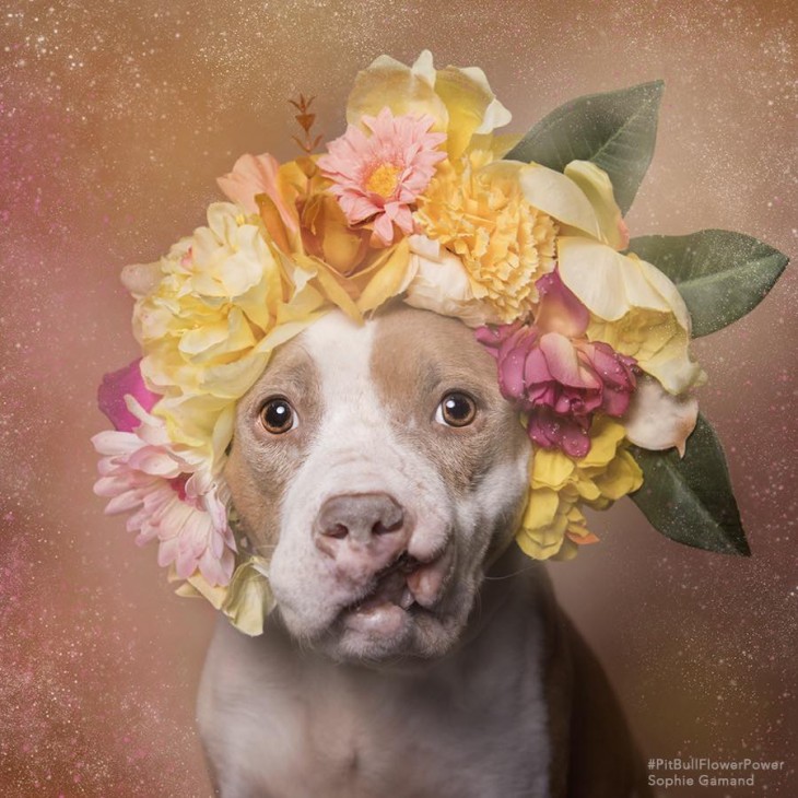 Perro pit bull con una corona de flores en la cabeza 