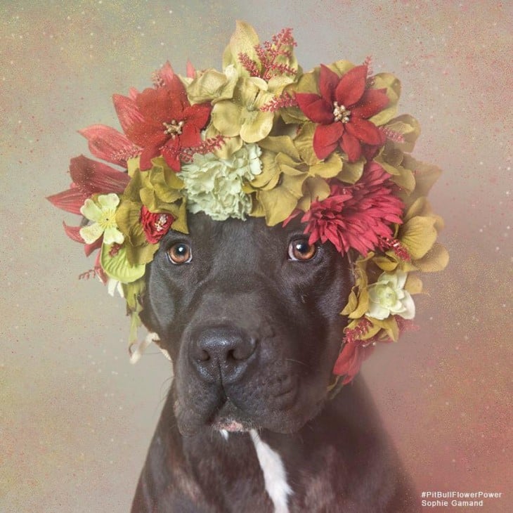 Fotografía de un perro Pi Bull negro con una corona de flores en la cabeza 