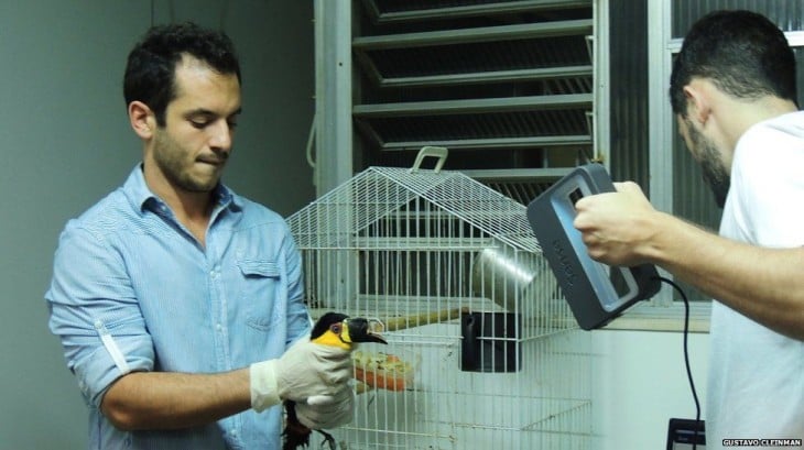 Especialistas encargados de implantar una prótesis en el pico de un tucán en Brasil 