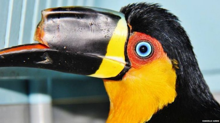 Fotografía de un tucán brasileño con la mitad de su pico 