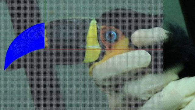 Medida para la prótesis de un tucán en Brasil 