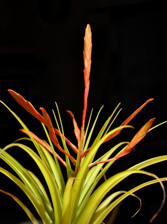 Tillandsia Flabellata 