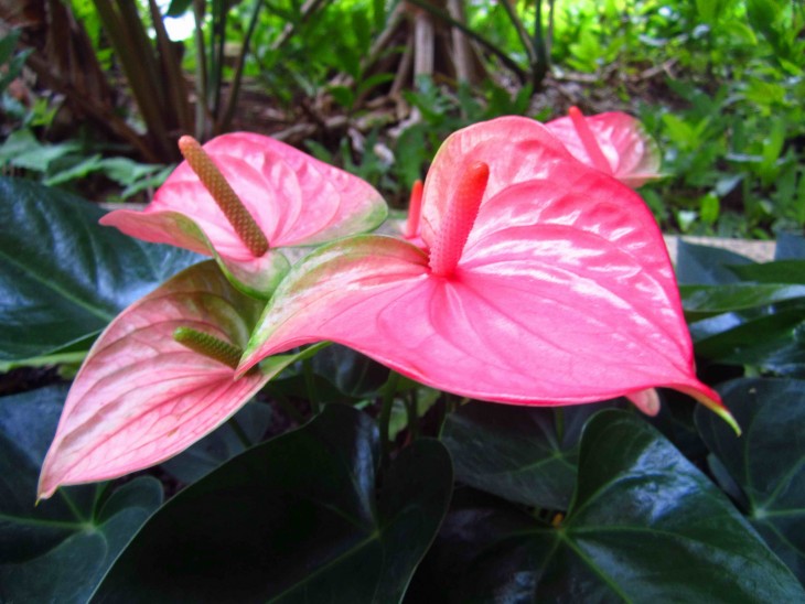 Anthurium 