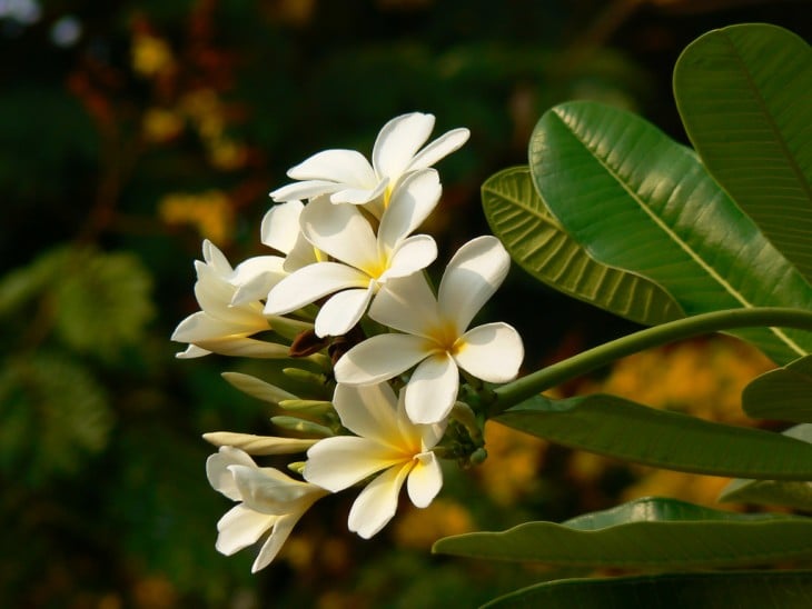 Flor de Sacuanjoche