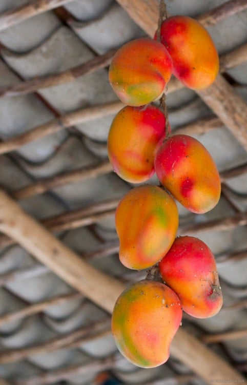 Mango de Nicaragua 