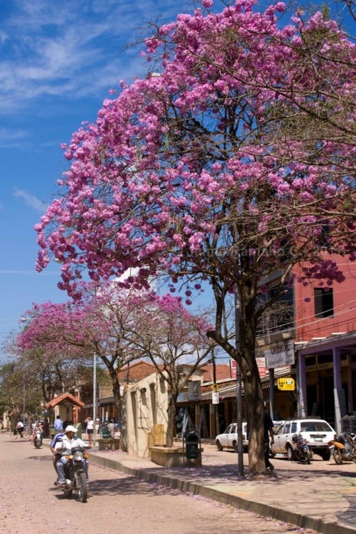 Árbol de Tajibo Rosado en las calles de Bolivia 