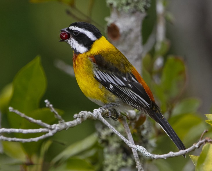 La Cigua Palmera es el ave nacional de República Dominicana 
