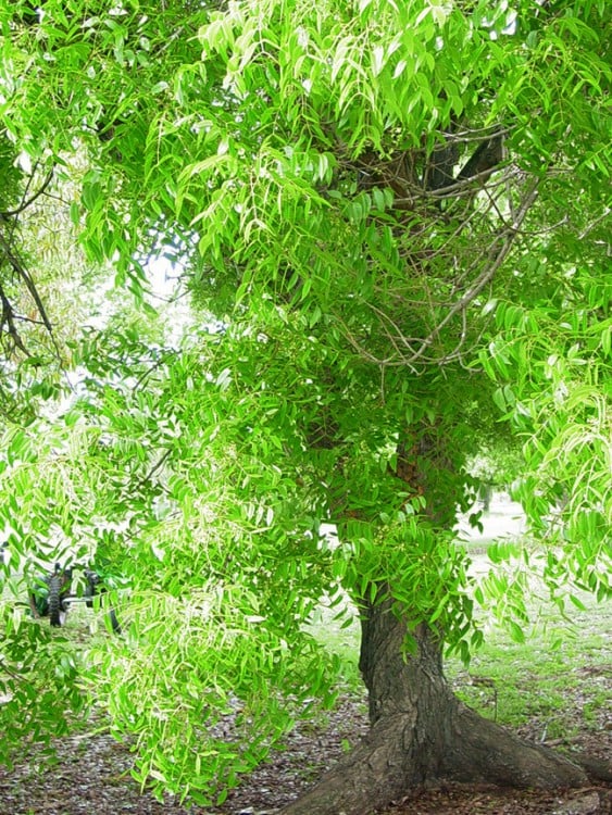 El árbol de caoba es el representativo de República Dominicana