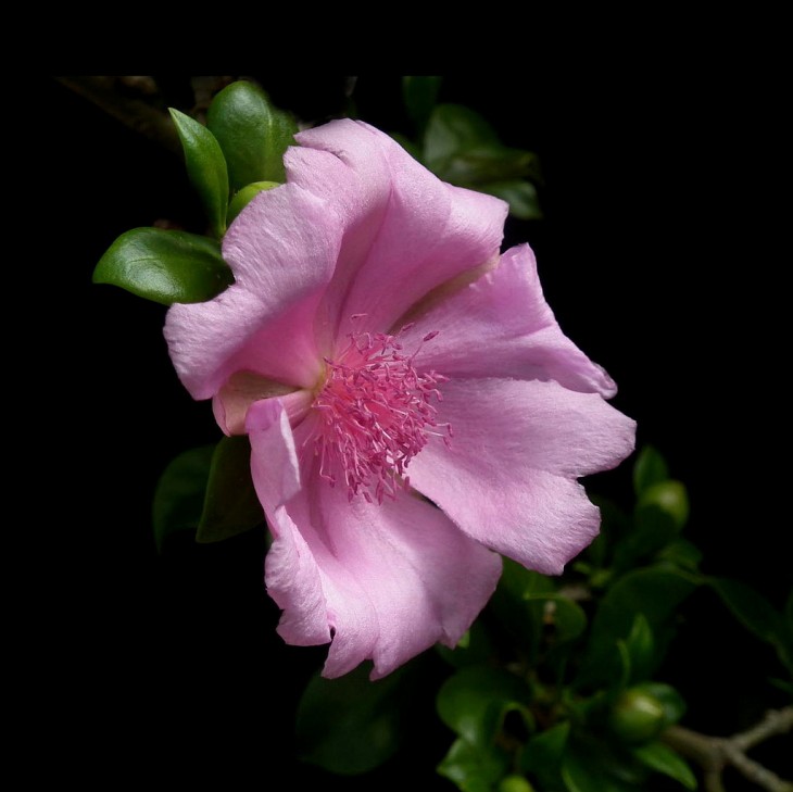 La rosa de Bayahibe es la flor nacional 