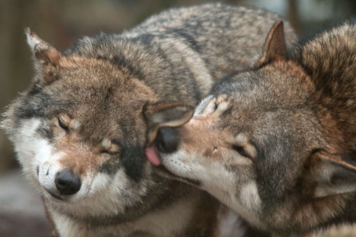 Lobo lamiendo la cara de otro lobo 