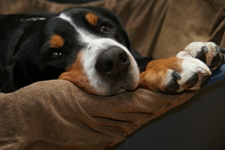 Cara de un perro acostado en un sillón aburrido 