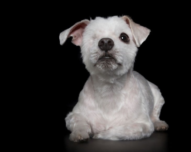 imagen de un perrito con un sólo ojo 