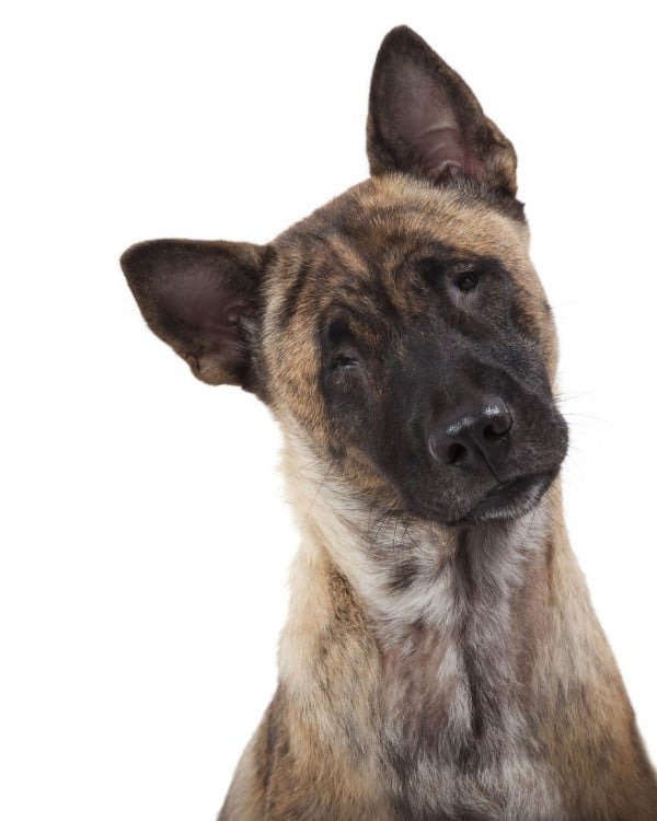 fotografía de una perrita sin ojos 