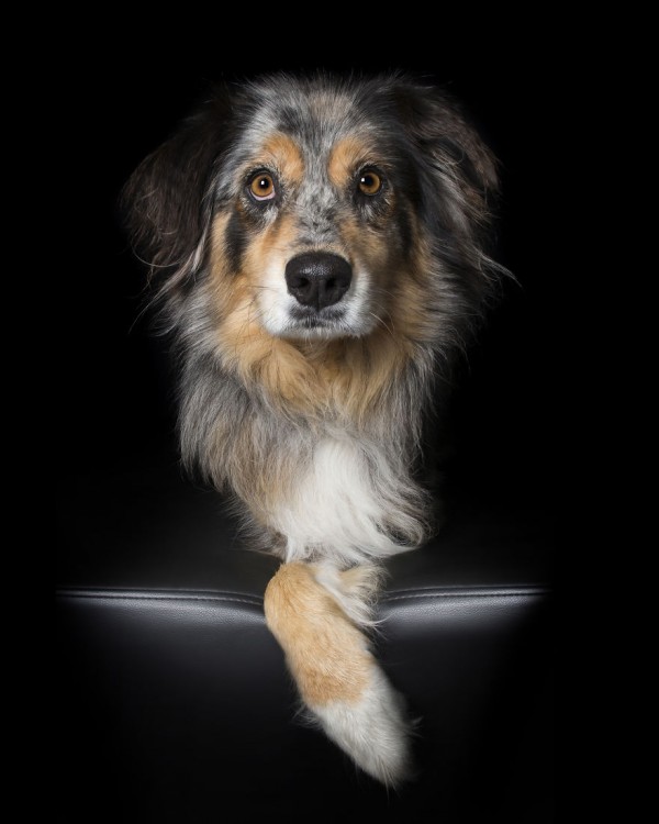 Fotografía de un perro sobre un sillón con una sola pata 
