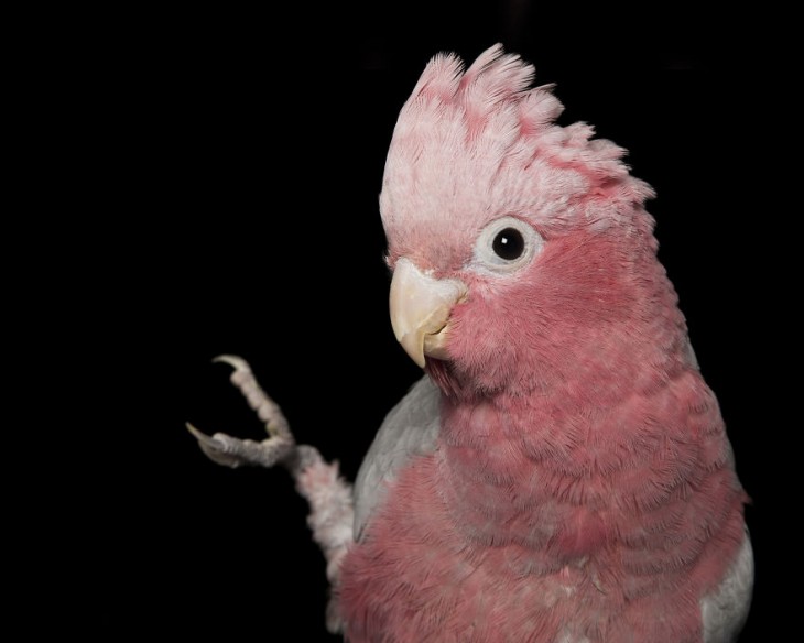 fotografía de un Galah rosa pico gris 