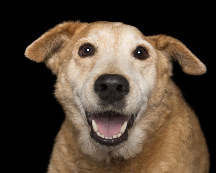 Imagen de la cara de un perro de color café 
