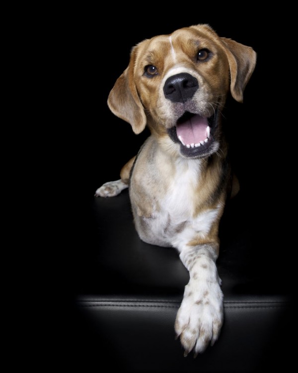 Cachorro Beagle de 3 patas 