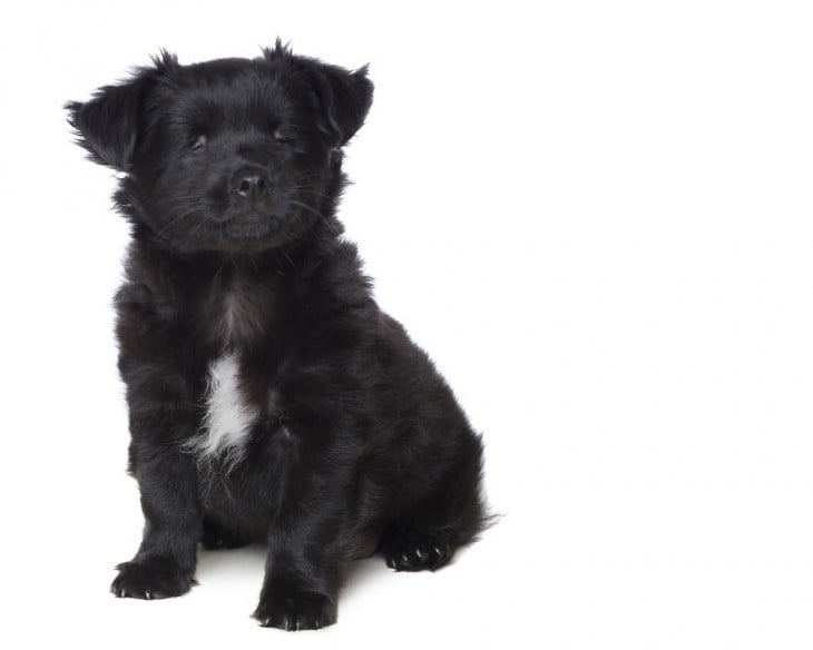 Pequeño cachorro ciego de color negro 