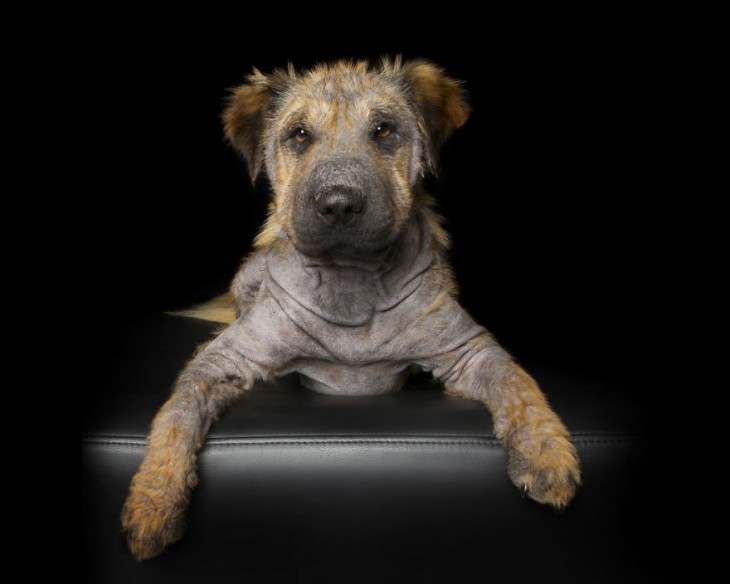 Fotografía de un perro con sarna acostado sobre un sillón 