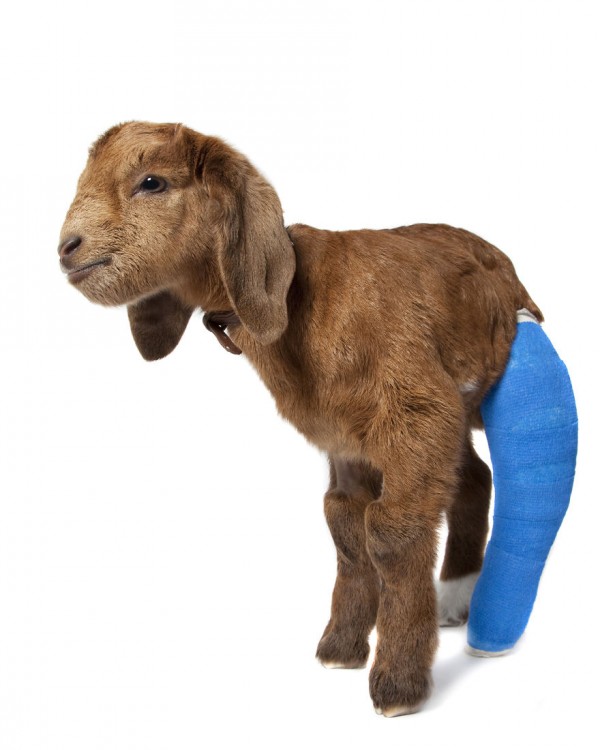 Una cabra bebé con una pata trasera rota 