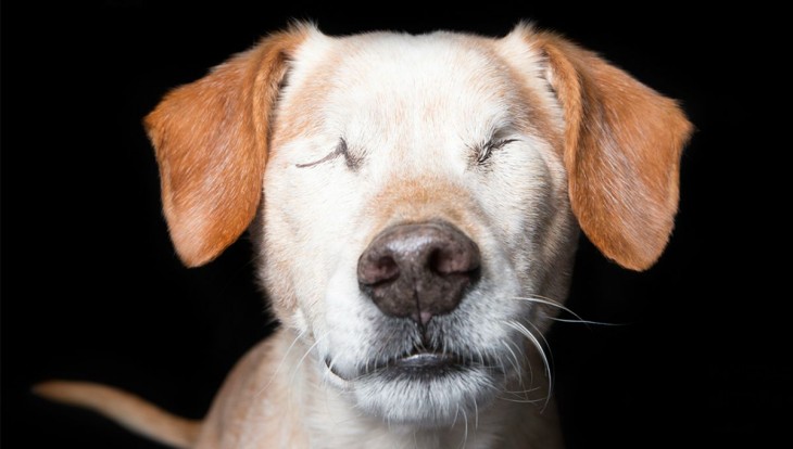 Fotografía de un perrito sin ojos 