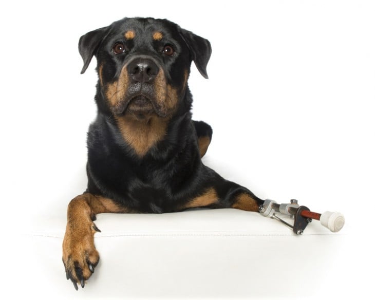 fotografía de una perrita Rottweiler con un implante en la pata delantera de lado izquierdo 