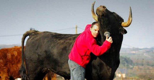 Ahora el toro sera el mejor amigo del hombre?