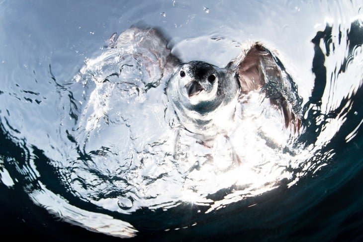 una gaviota de agua bajo el agua