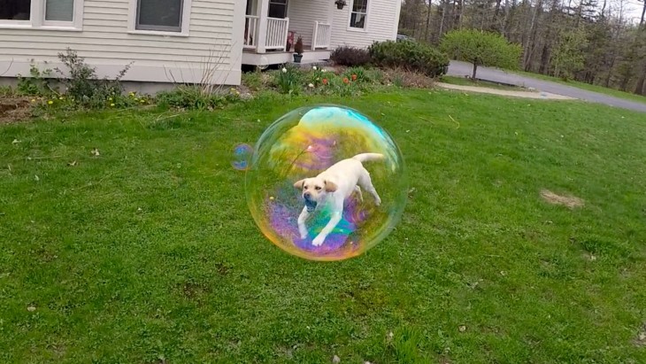 perro atorado en una burbuja