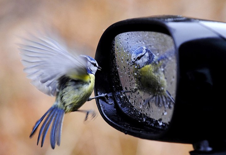 colibri reflejado en el retrovisor