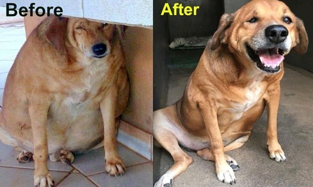 fotografía del antes y después de un perro obeso 