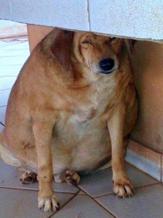 Fotografía de un perro callejero obeso en Brasil 
