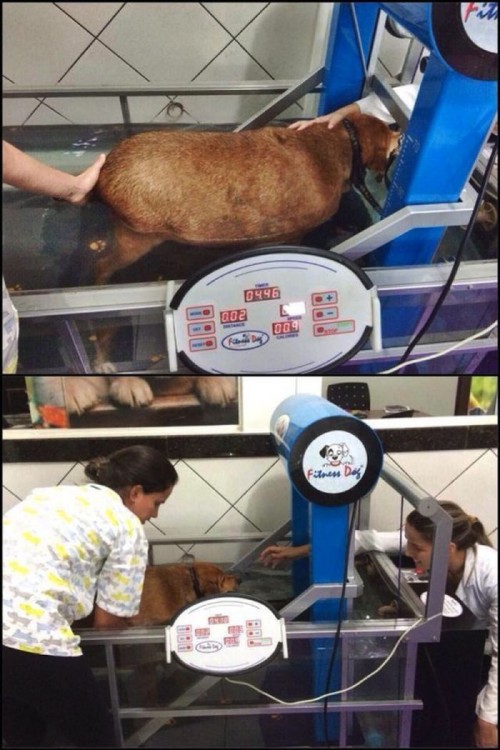 Perro obeso haciendo ejercicio en una caminadora para perder peso 