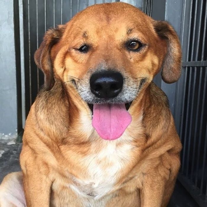 cachorro callejero en brasil después de haber bajado 13 kilos 